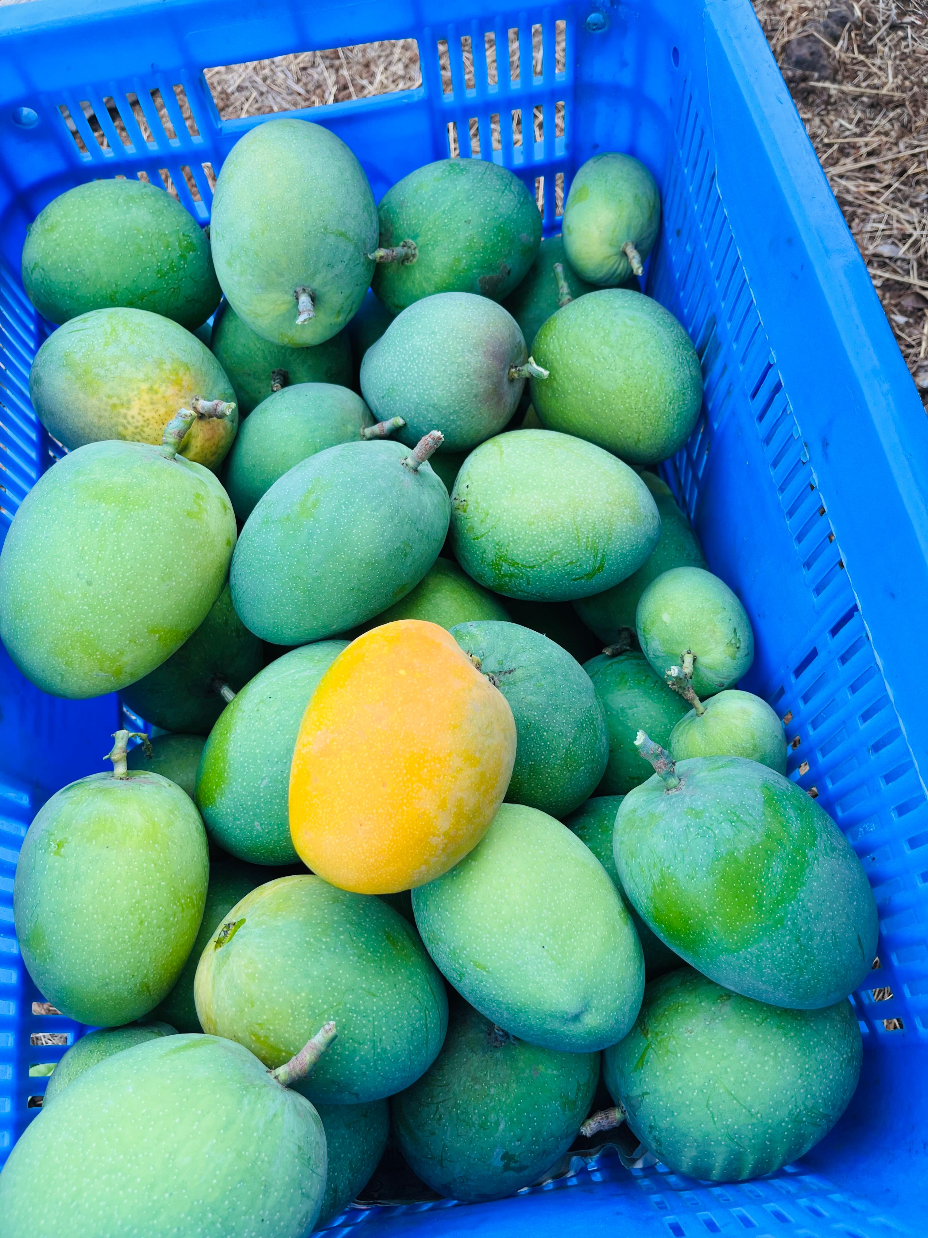 How KokanSwad Preserves the Natural Taste of Mangoes Year-Round
