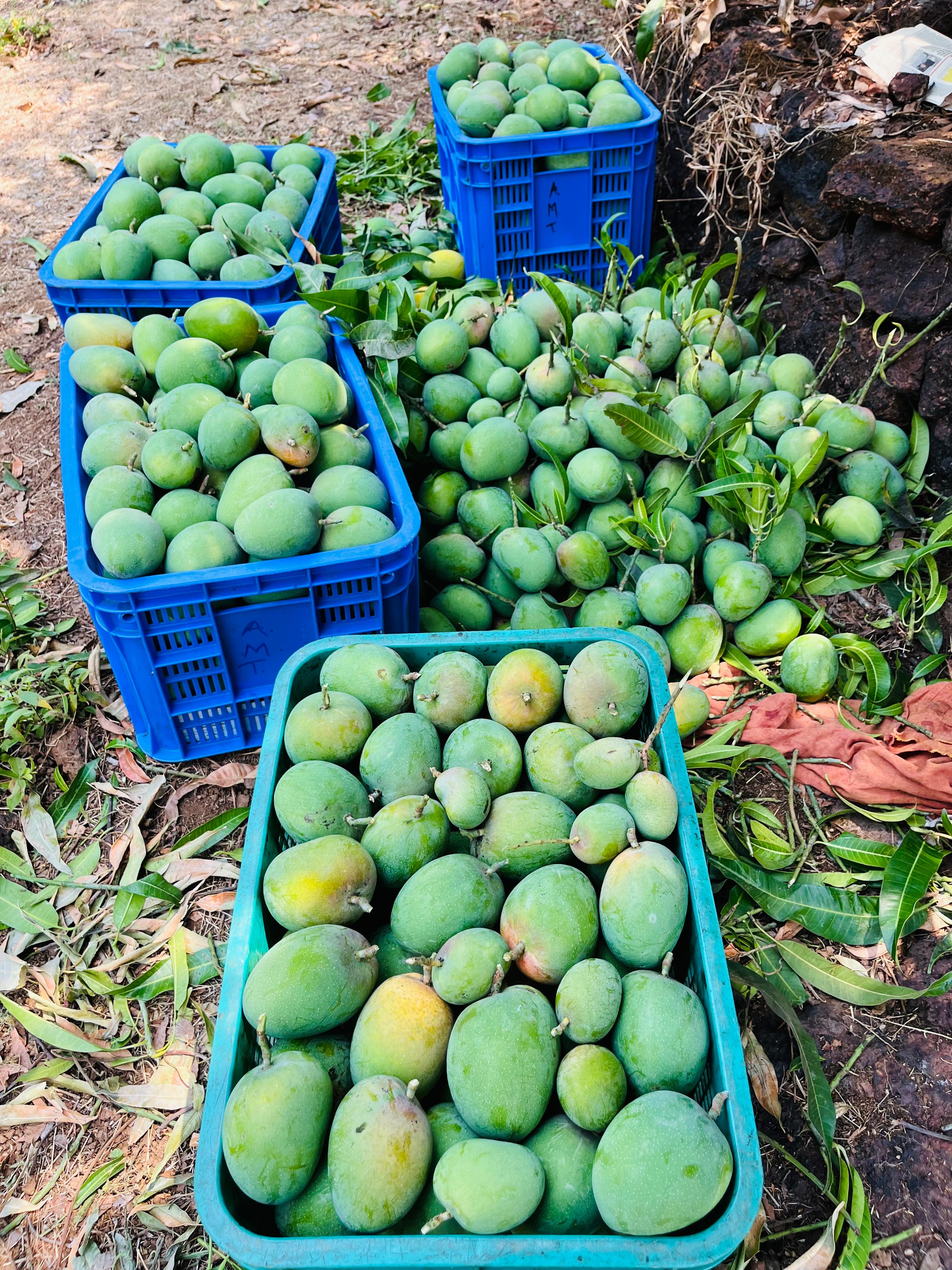 The King of Fruits – Why Alphonso Mango Reigns Supreme