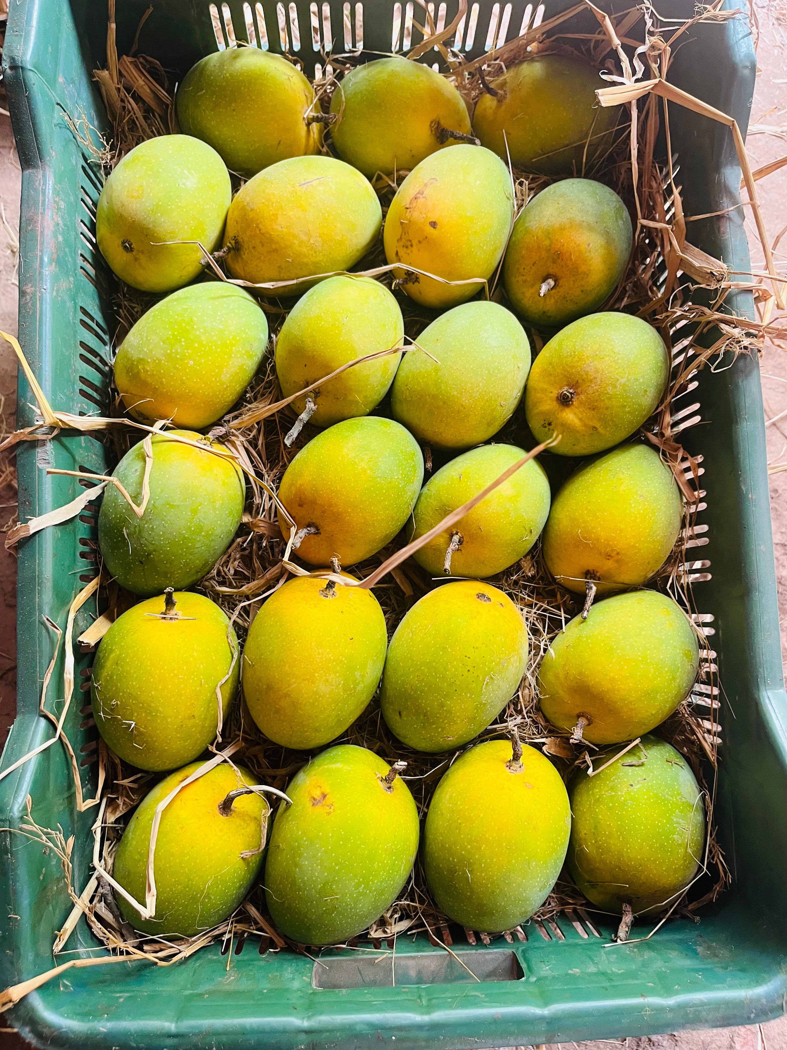 From Konkan Farms to Your Table – The Story of KokanSwad Mango Delicacies